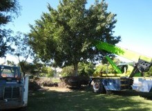 Kwikfynd Tree Management Services
anniebrook