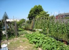 Kwikfynd Vegetable Gardens
anniebrook